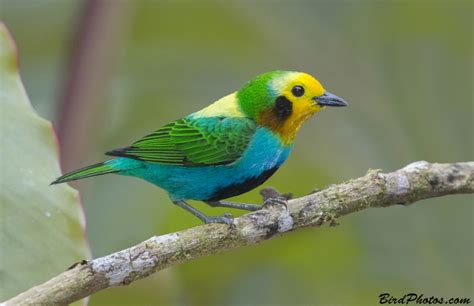 The Weaver Birds – A Colombian Folktale Unveiling Societal Structures Through Feathered Friends?