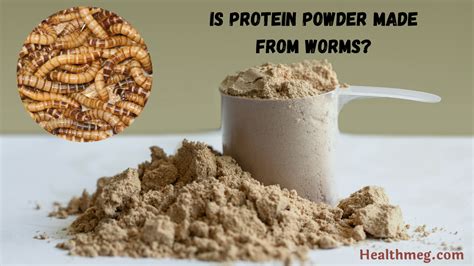 How is Protein Powder Made from Worms: A Journey into the Unconventional